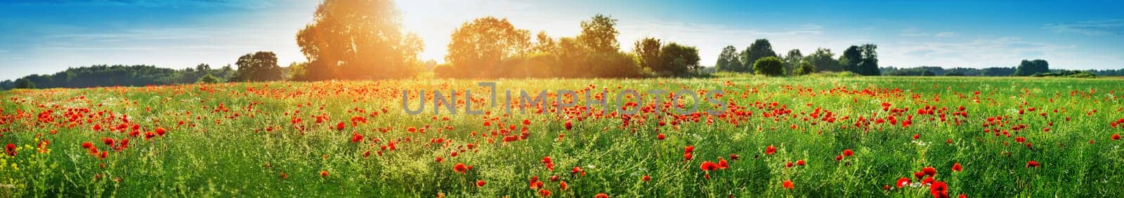 Beautiful poppy flowers on the field at sunset