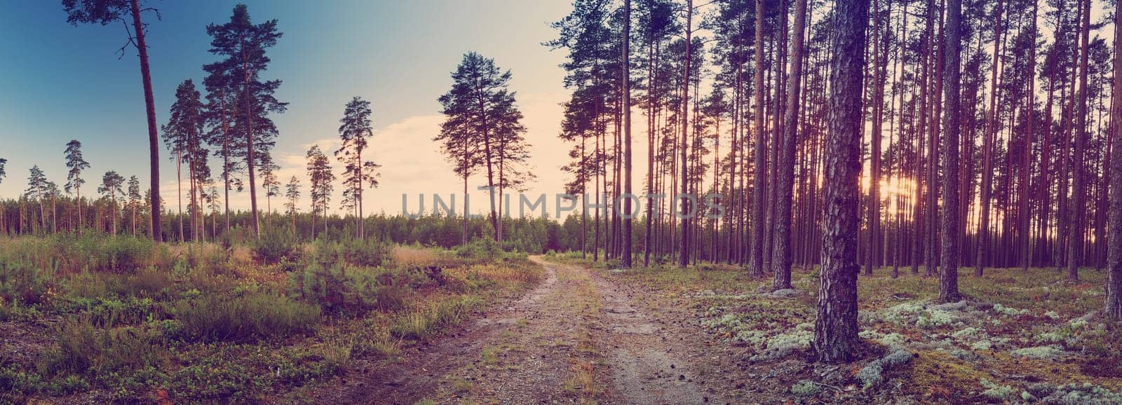 Coniferous forest with pine trees at sunset