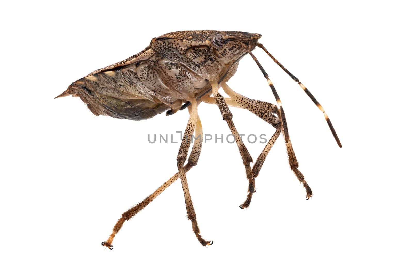 Stink Bug Macrophotography, close up of insect with white background
