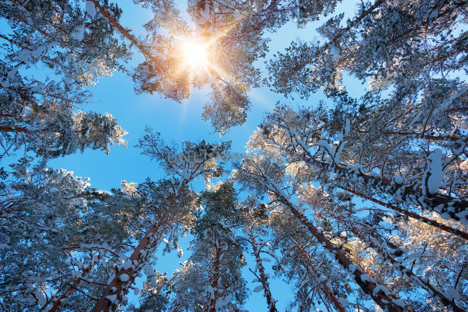 Tree tops from low angle view in winter. Snowy landscape with beautiful sun shining trough branches covered with snow