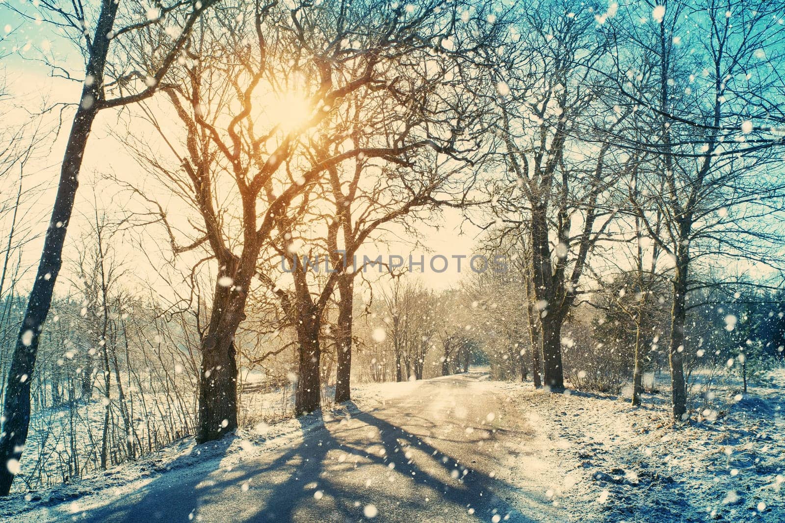 Alley in snowy morning with beautiful trees on the sides