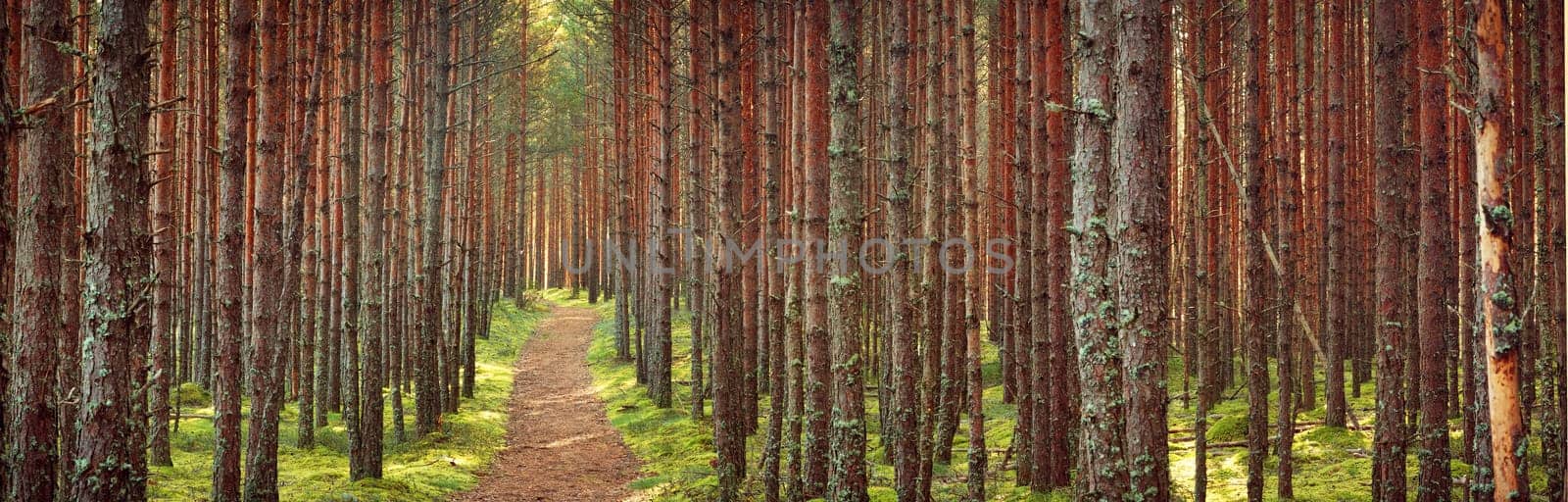 Lahemaa national park forest in september. Pine tree woods in early morning with path going throuhg