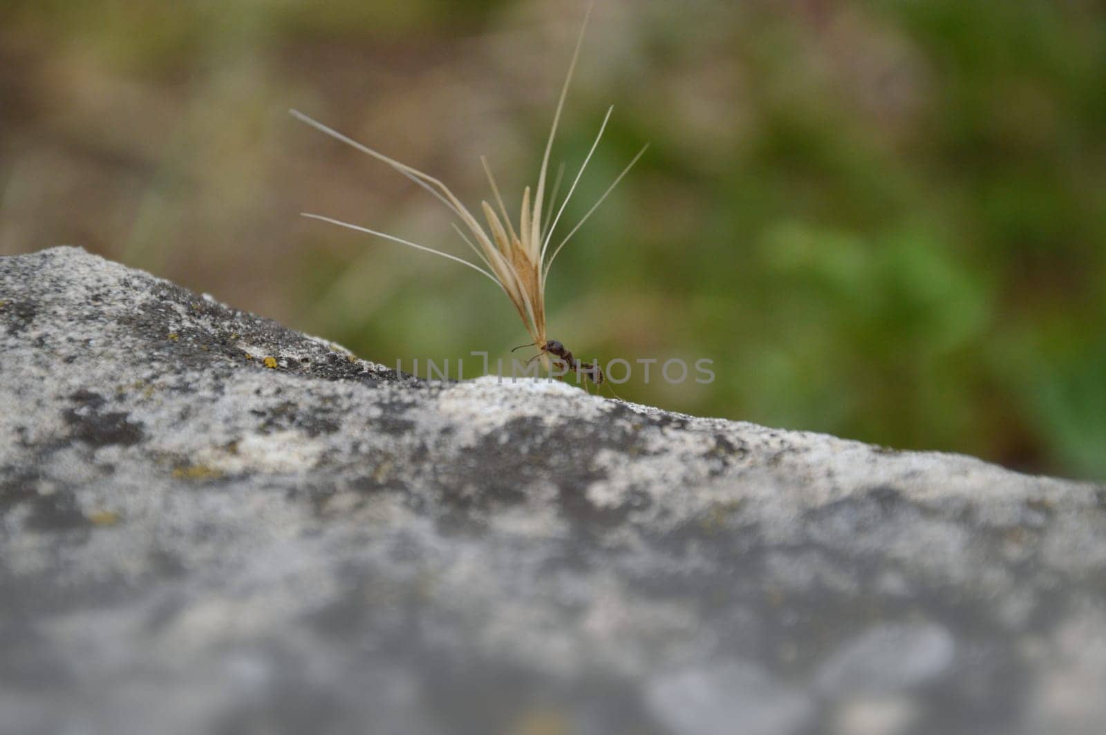 ant carrying an overlarge grain as symbol for strengh