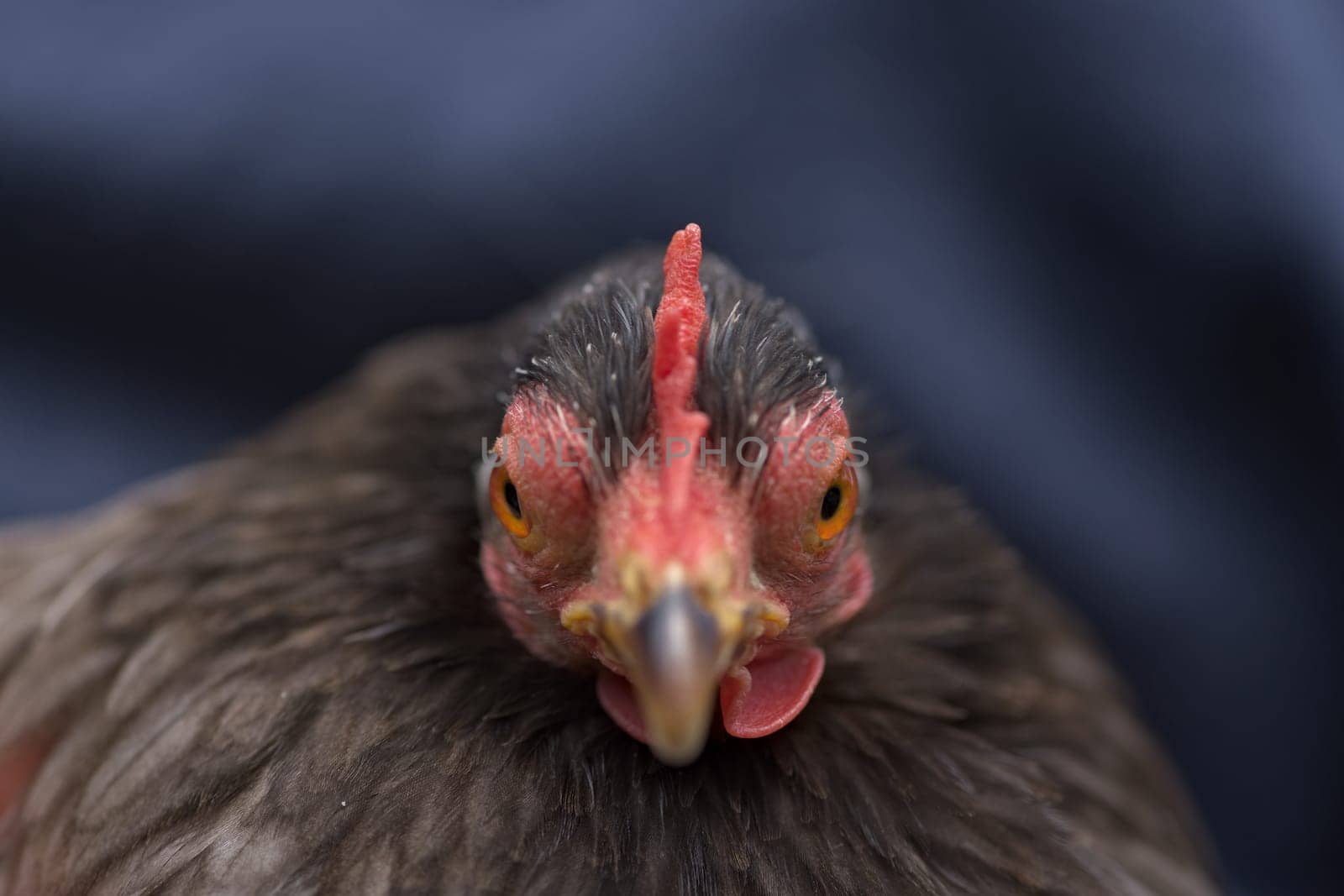 3 - Grey pekin bantam hen chicken appears angry and aggressive as she looks directly forward into the camera. Very close up macro focus on the eyes.