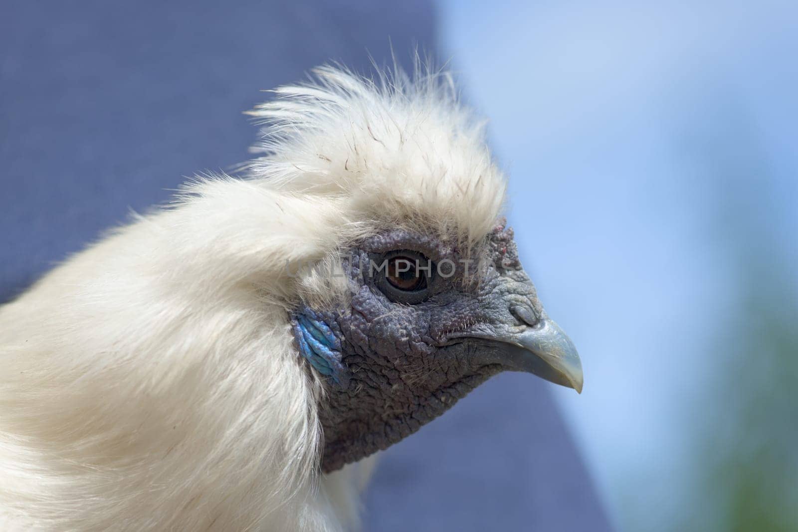 2 - Super close up macro portrait of the face of a white silkie chicken. Detail of hard wrinkly skin, blue features and fluffy feathers is shown