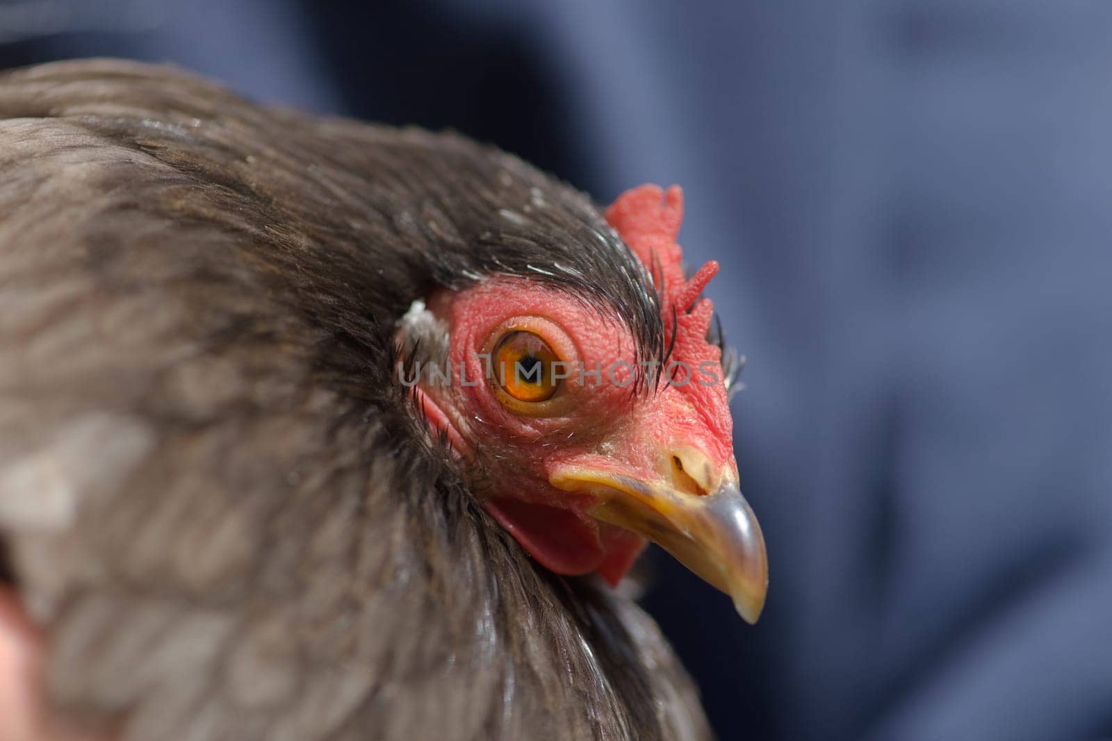 1 - Sunlight catches vibrant orange eye of grey pekin bantam chicken, held by its owner. Super close up macro portrait of the chickens side profile