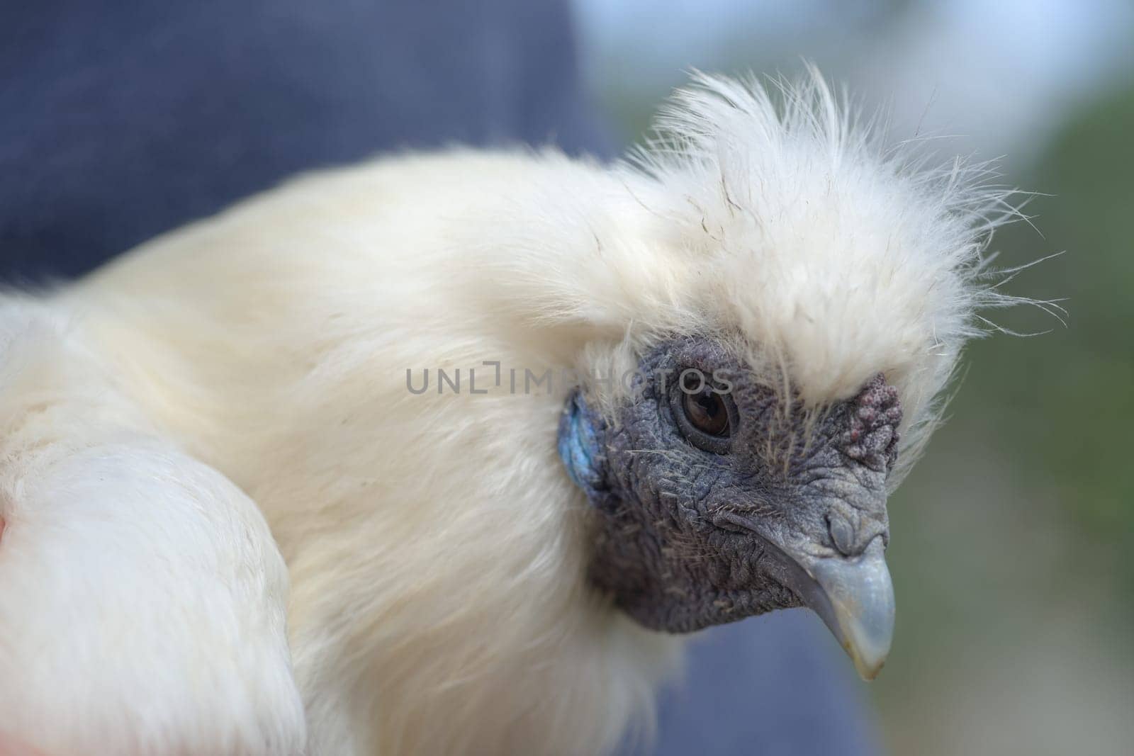 4 - Super close up macro portrait of the face of a white silkie chicken. Detail of hard wrinkly skin, blue features and fluffy feathers is shown