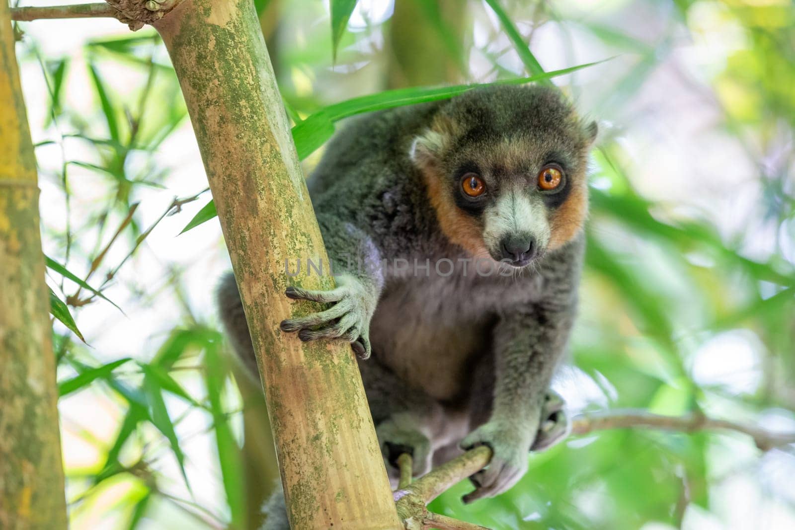 A lemur sits on a branch and watches the visitors to the national park.