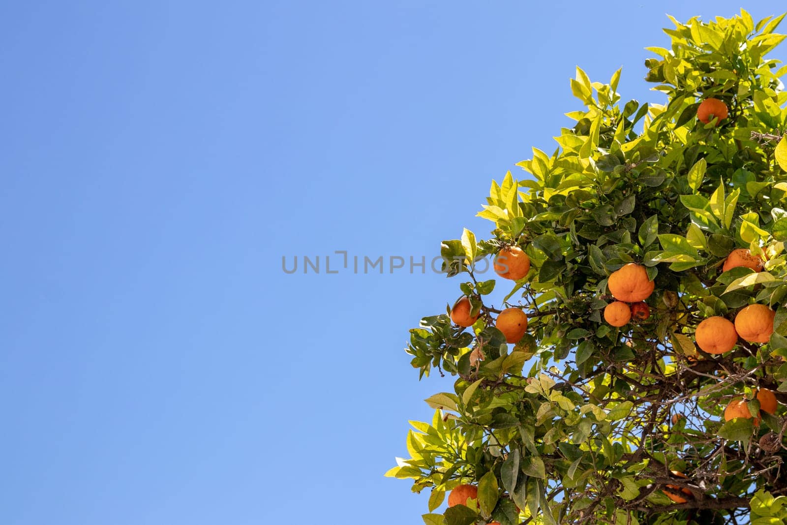 A clementine, tangerine or even orange tree whose fruit is ripe for harvesting against the blue sky. Mediterranean agriculture.