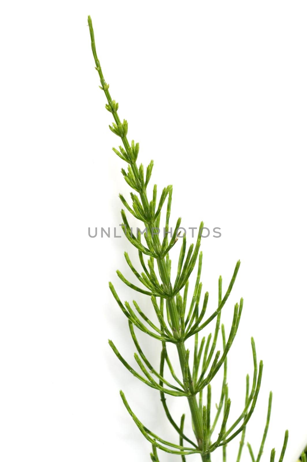 Ackerschachtelhalm  Equisetum arvense