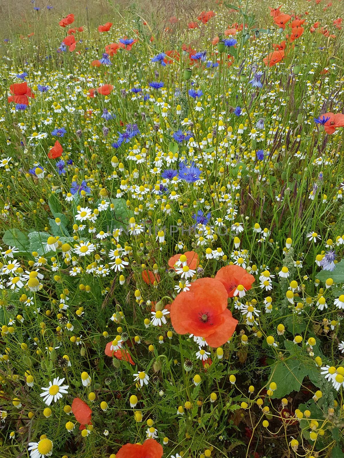 Ackerunkraeuter, Kamille  Klatschmohn  Kornblumen  Natur