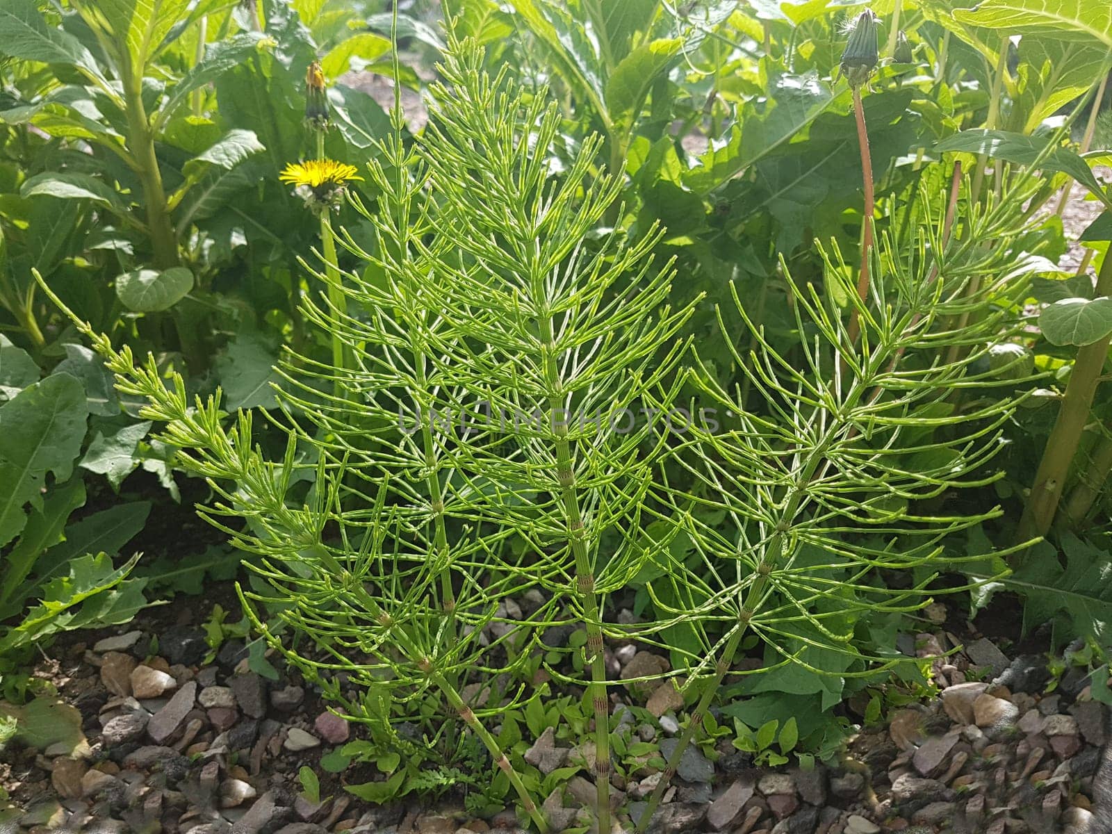 Ackerschachtelhalm  Equisetum  arvense  Keimling, Sproessling, Sprosse, Jungpflanze