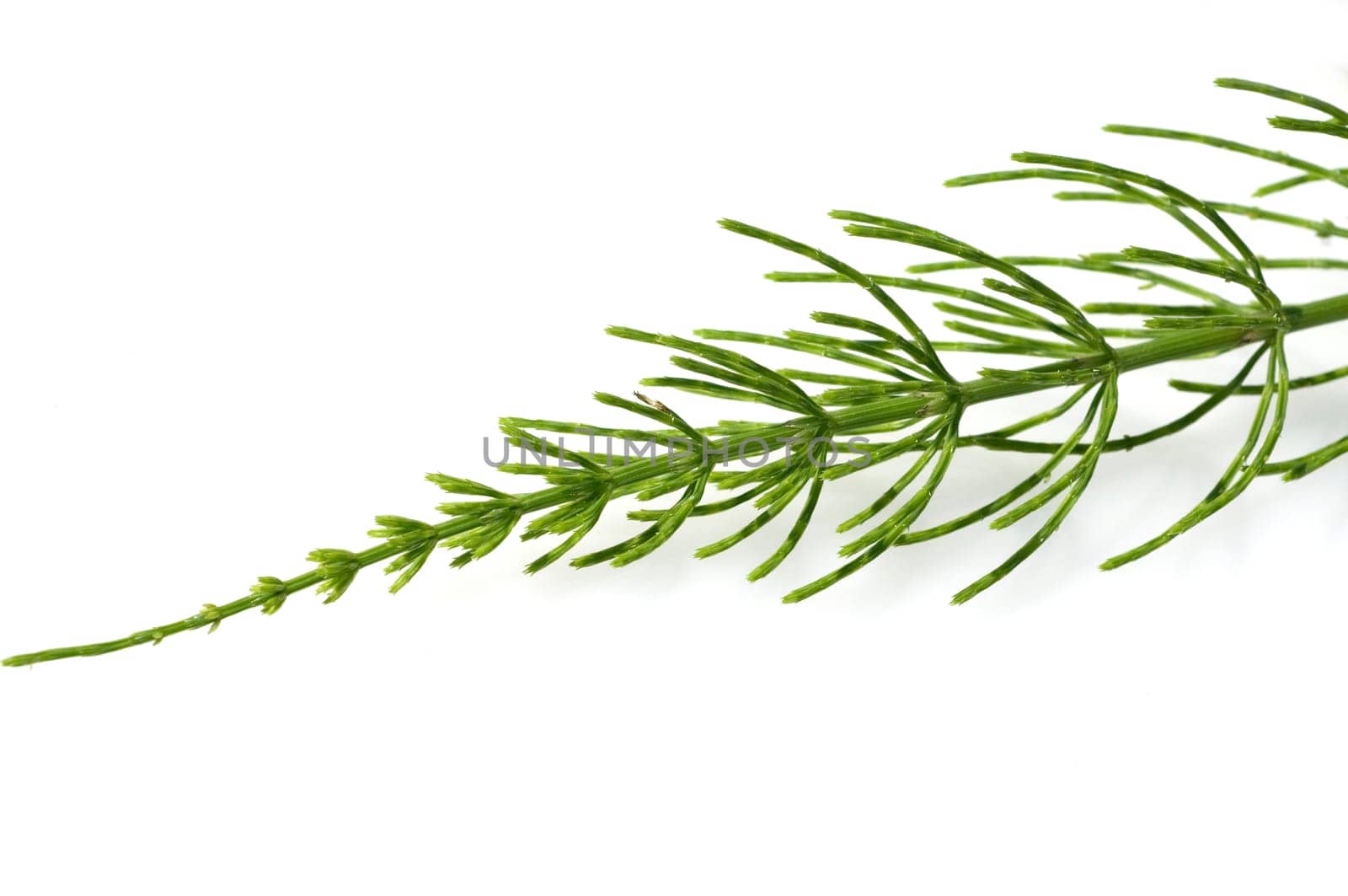 Ackerschachtelhalm  Equisetum arvense