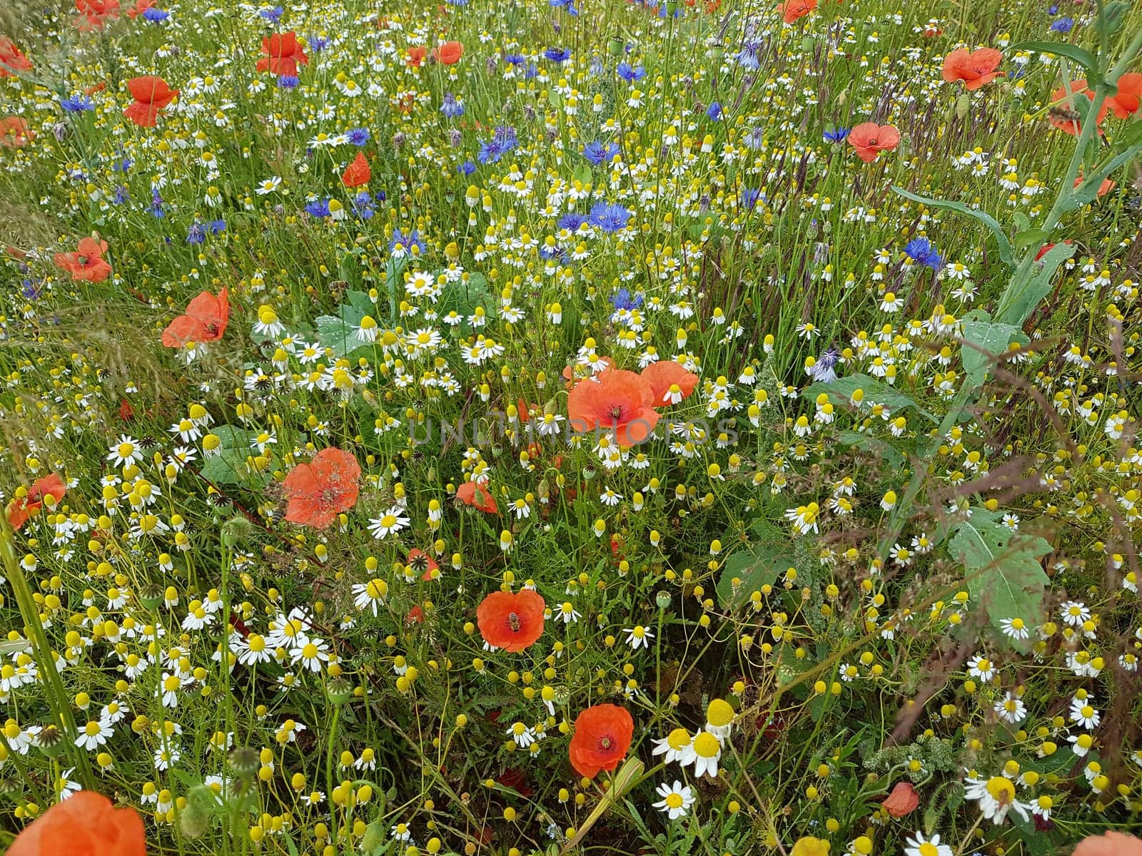 Ackerunkraeuter, Kamille  Klatschmohn  Kornblumen  Natur