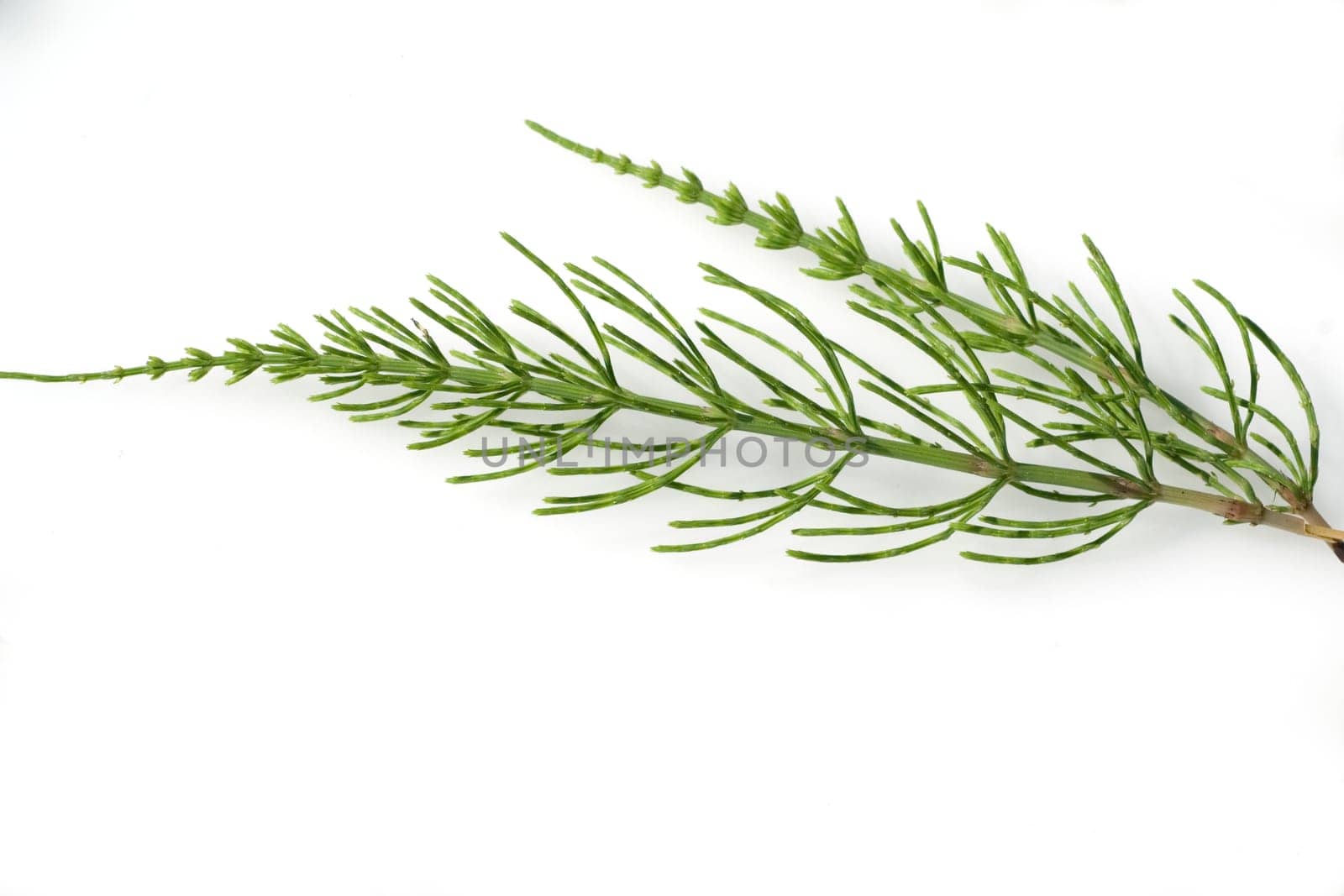 Ackerschachtelhalm  Equisetum arvense