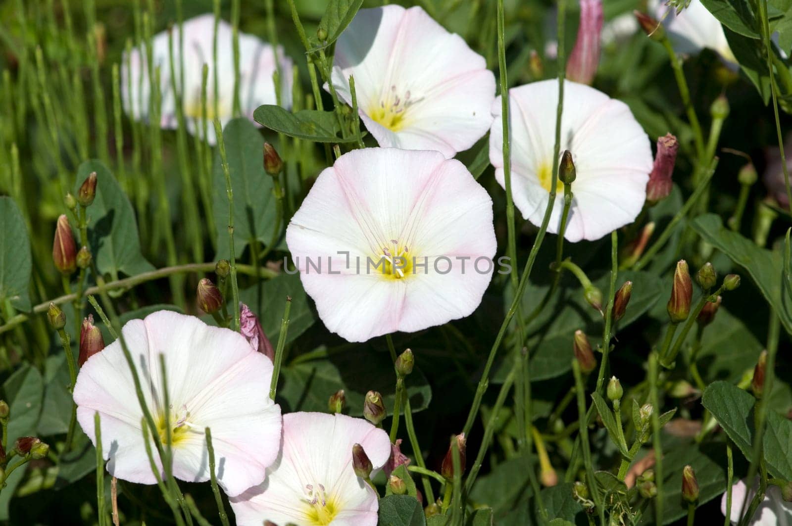 Ackerwinde  Convolvulus, arvensis