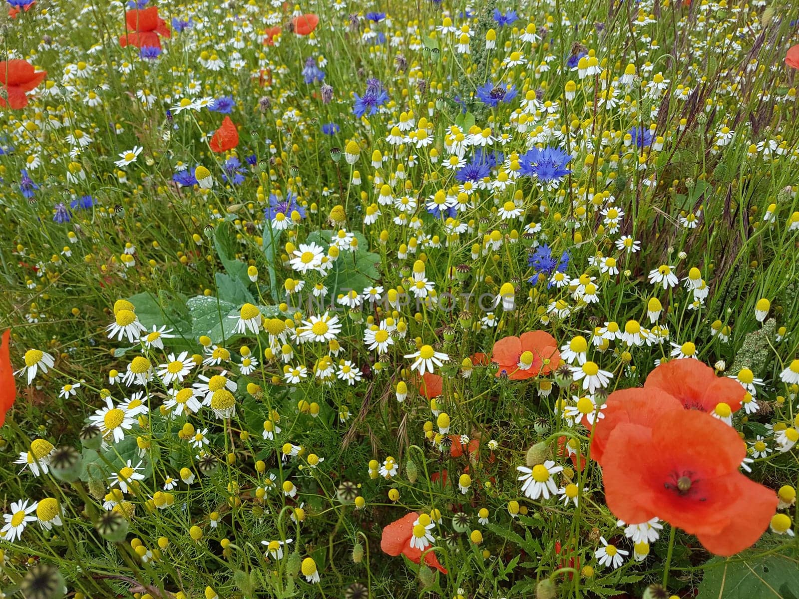 Ackerunkraeuter, Kamille  Klatschmohn  Kornblumen  Natur