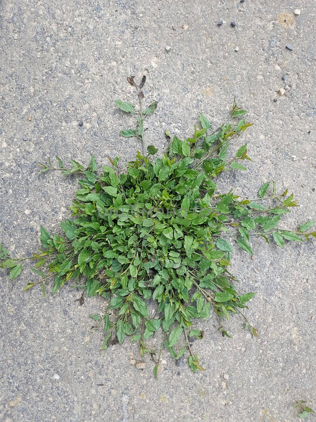 Ackerwinde  Convolvulus, arvensis
