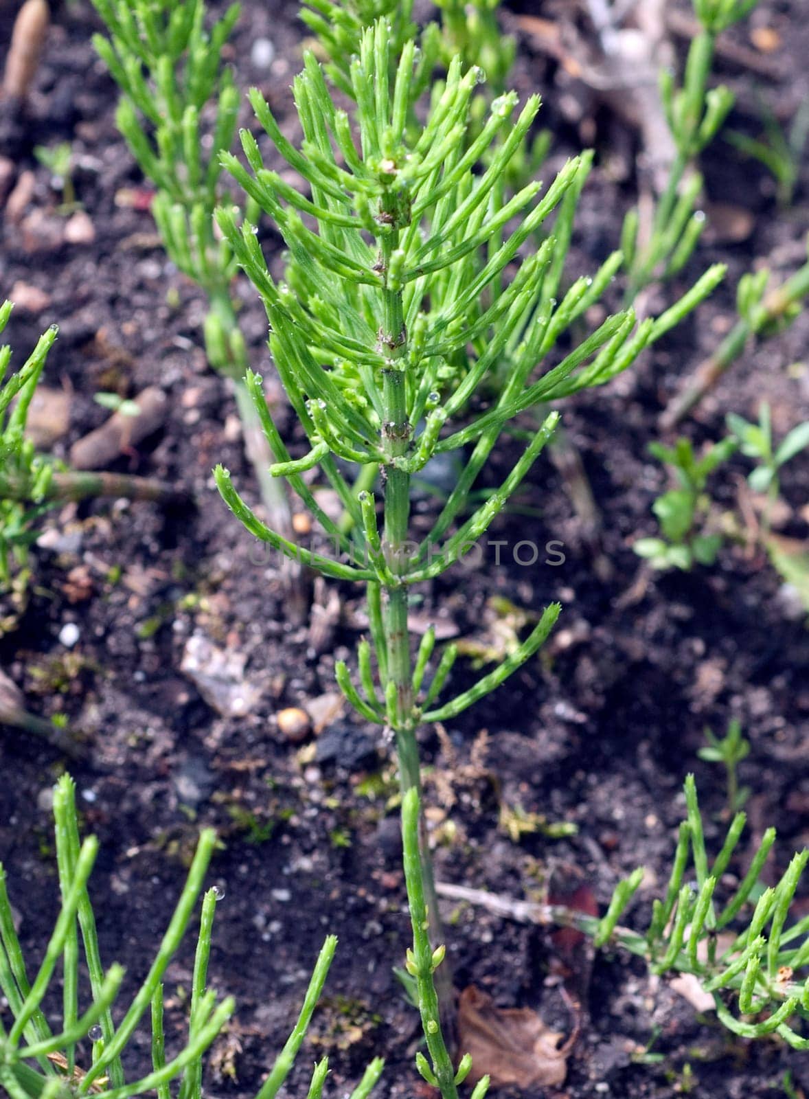 Ackerschachtelhalm  Equisetum  arvense  Keimling, Sproessling, Sprosse, Jungpflanze