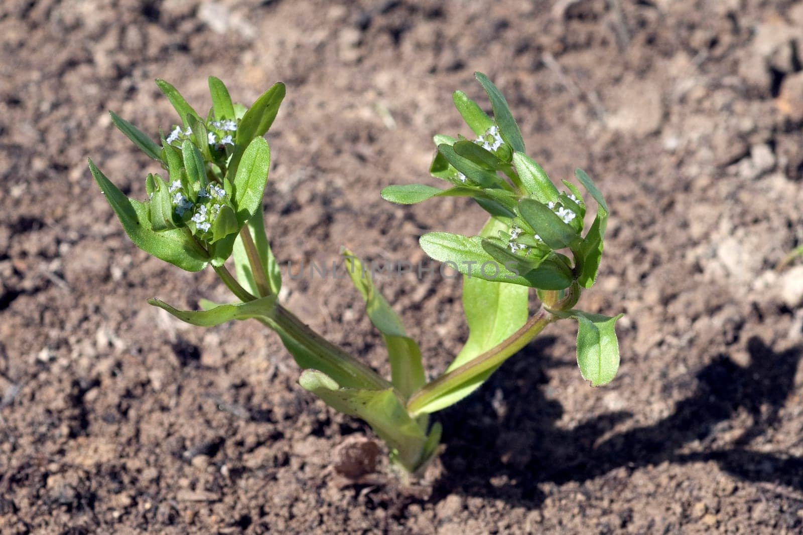 Weisse Taubnessel, ist eine Wildpflanze und Heilpflanze
