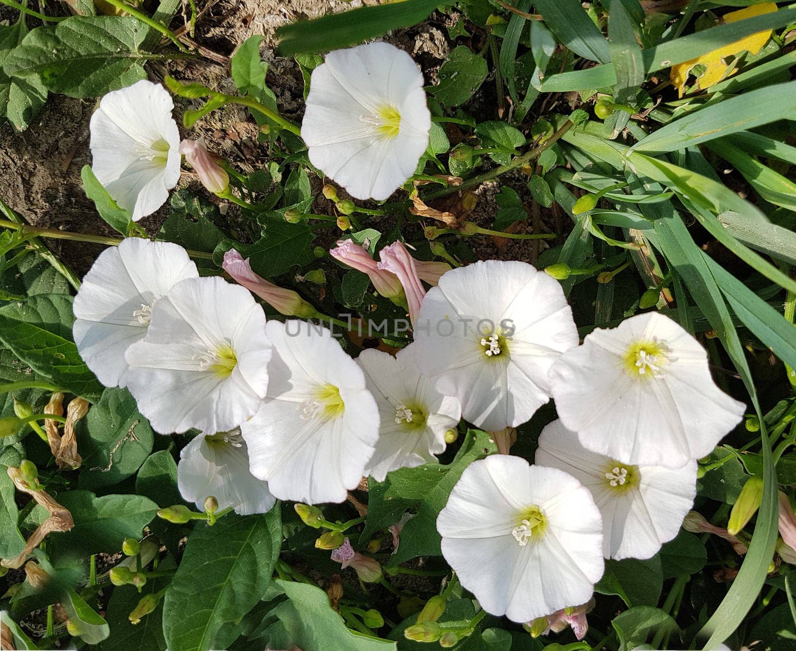 Ackerwinde, Convolvulus arvensis, Blueten, Heilpflanze