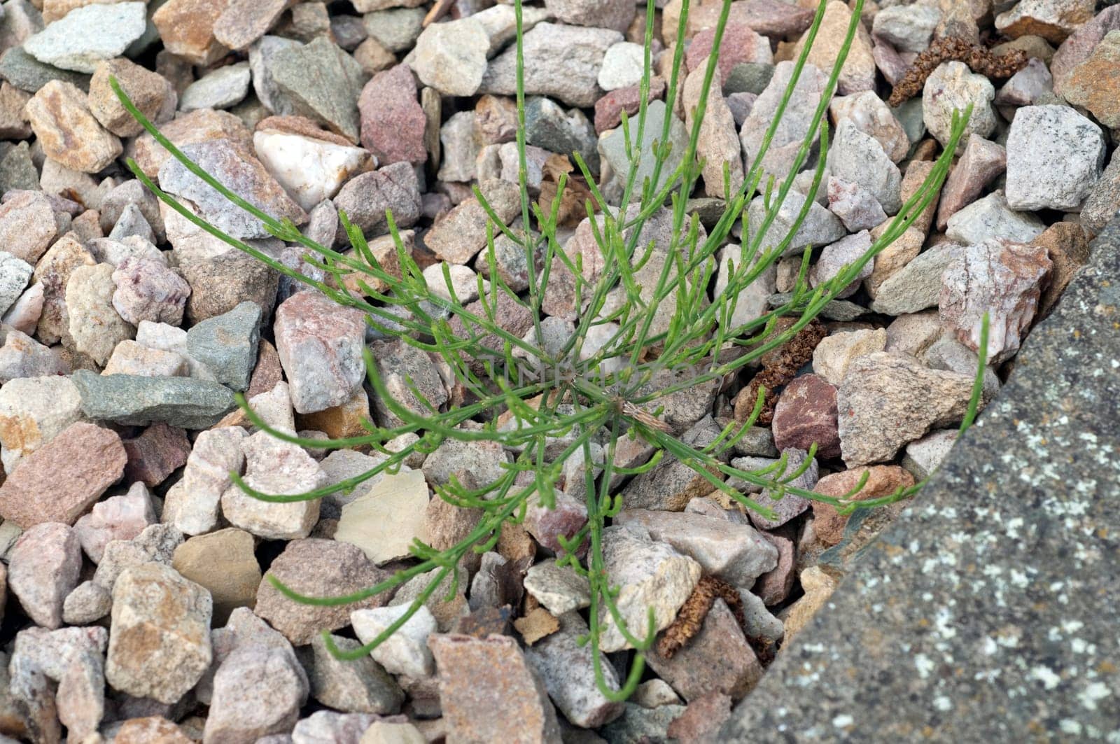 Ackerschachtelhalm  Equisetum  arvense  Keimling, Sproessling, Sprosse, Jungpflanze