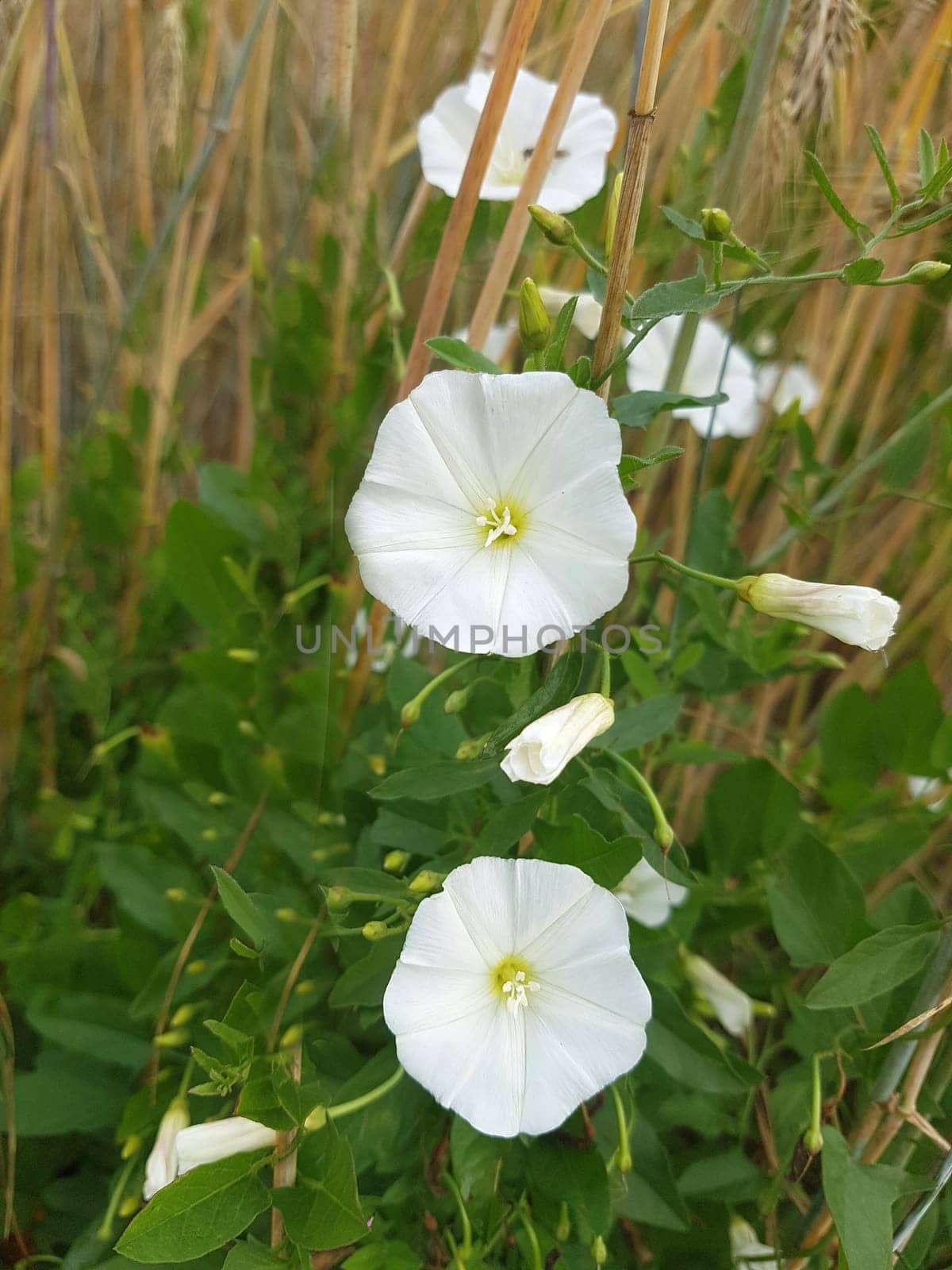 Ackerwinde  Convolvulus, arvensis  Pflanze, Heilpflanze