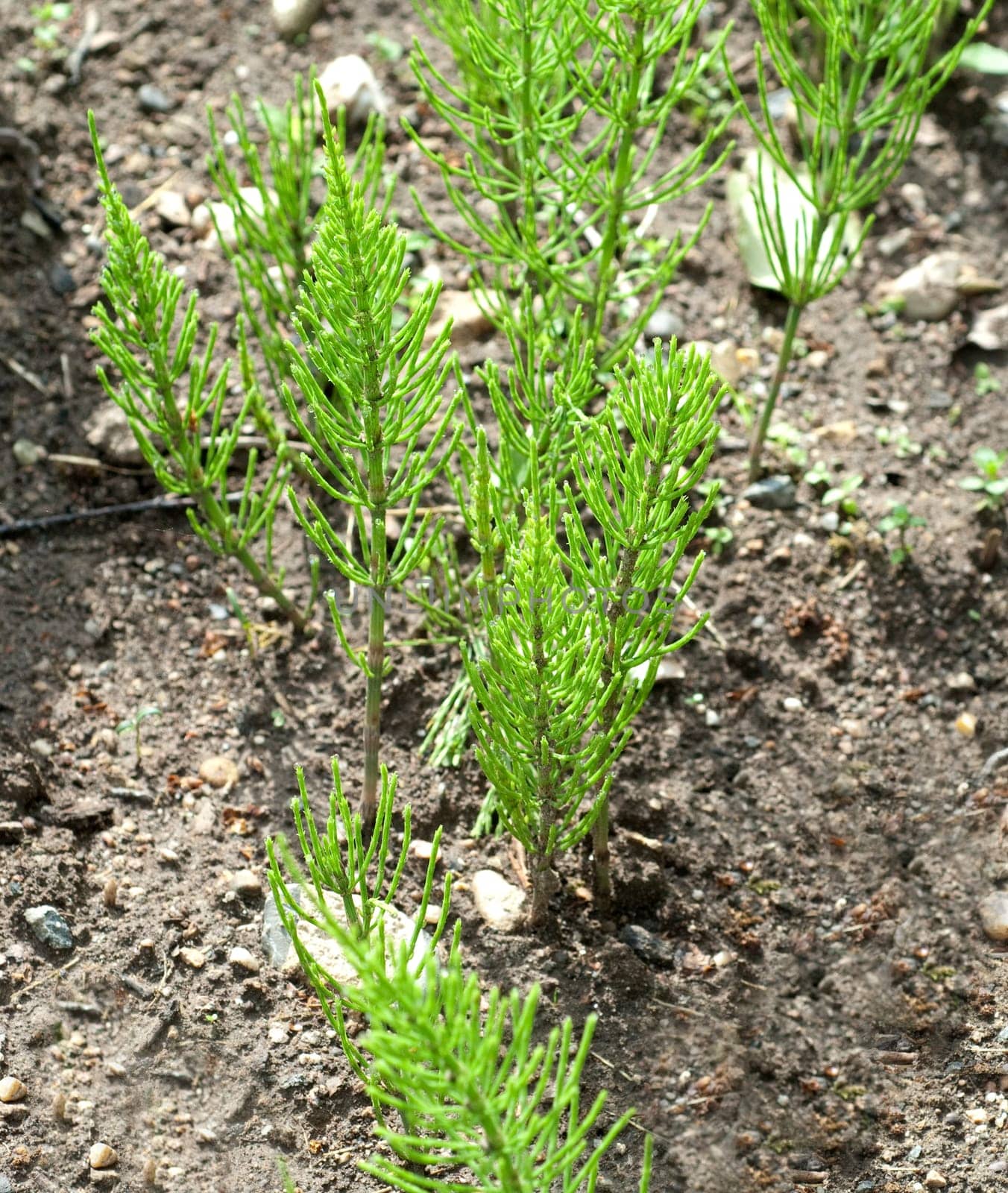 Ackerschachtelhalm  Equisetum  arvense  Keimling, Sproessling, Sprosse, Jungpflanze