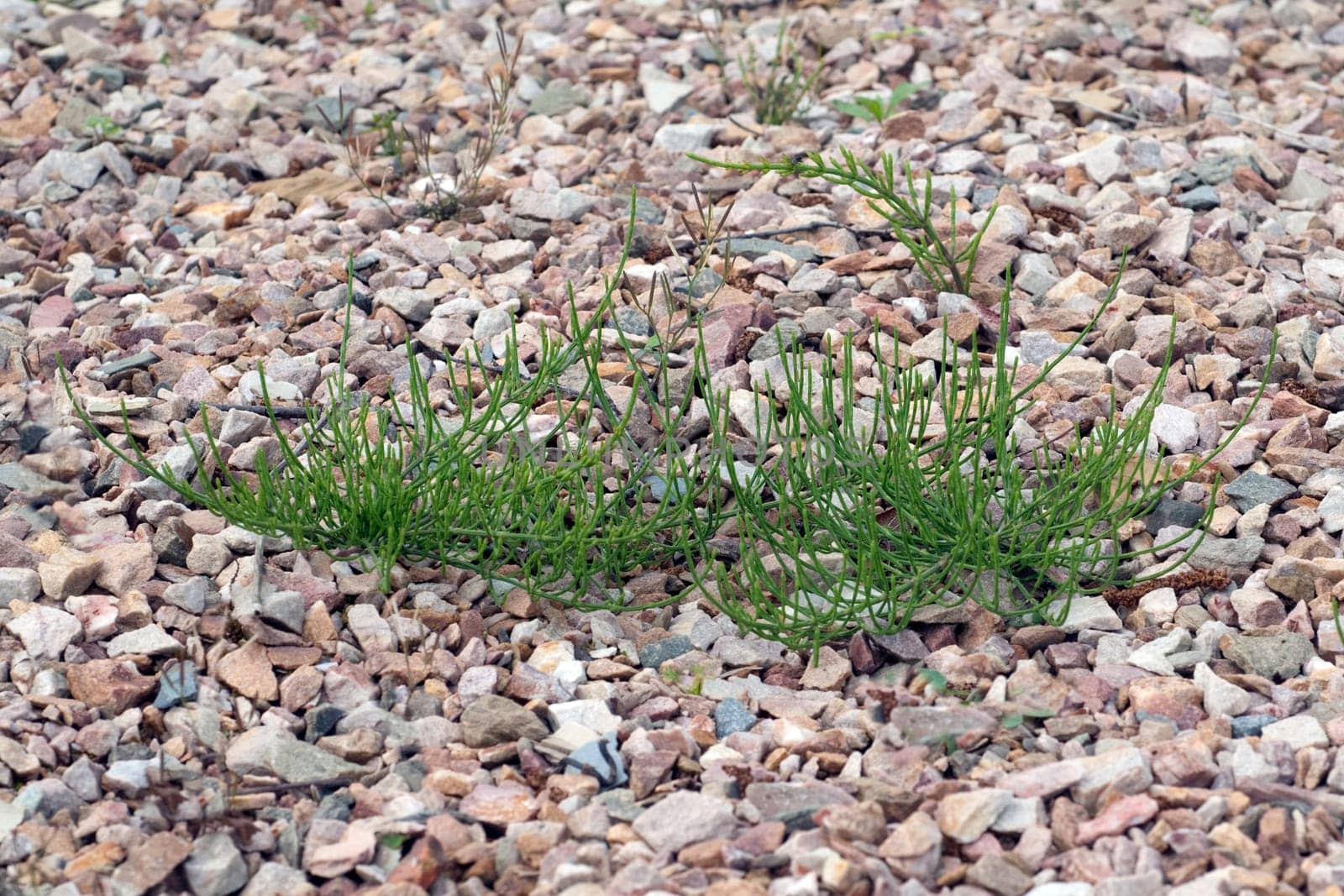 Ackerschachtelhalm  Equisetum  arvense  Keimling, Sproessling, Sprosse, Jungpflanze