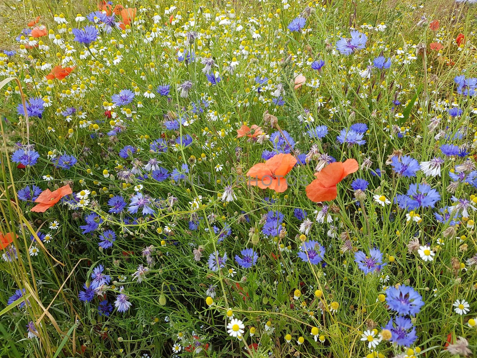 Ackerunkraeuter, Kamille  Klatschmohn  Kornblumen  Natur