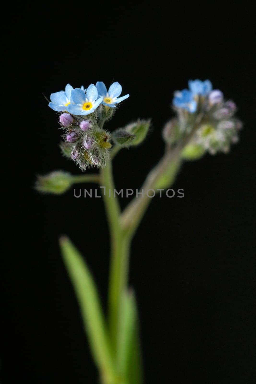 Ackervergissmeinnicht, Myosotis, arvensis