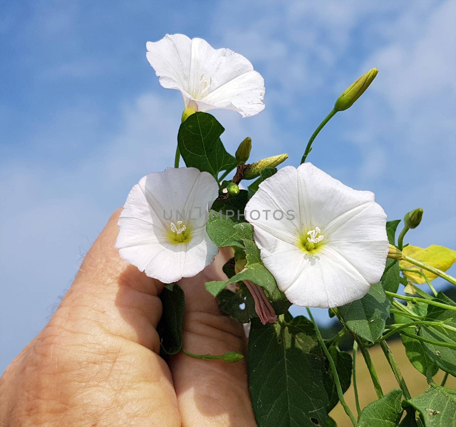 Ackerwinde, Convolvulus arvensis, Blueten, Heilpflanze
