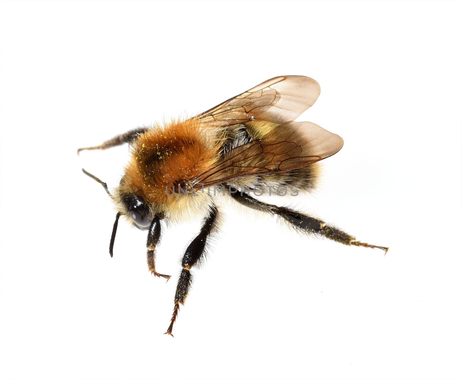 Ackerhummel, Bombus pascuorum, Hummel, Insekt