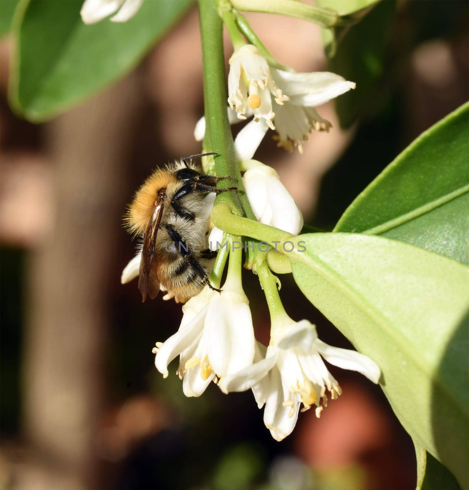 Ackerhummel, Bombus pascuorum, Hummel, Insekt