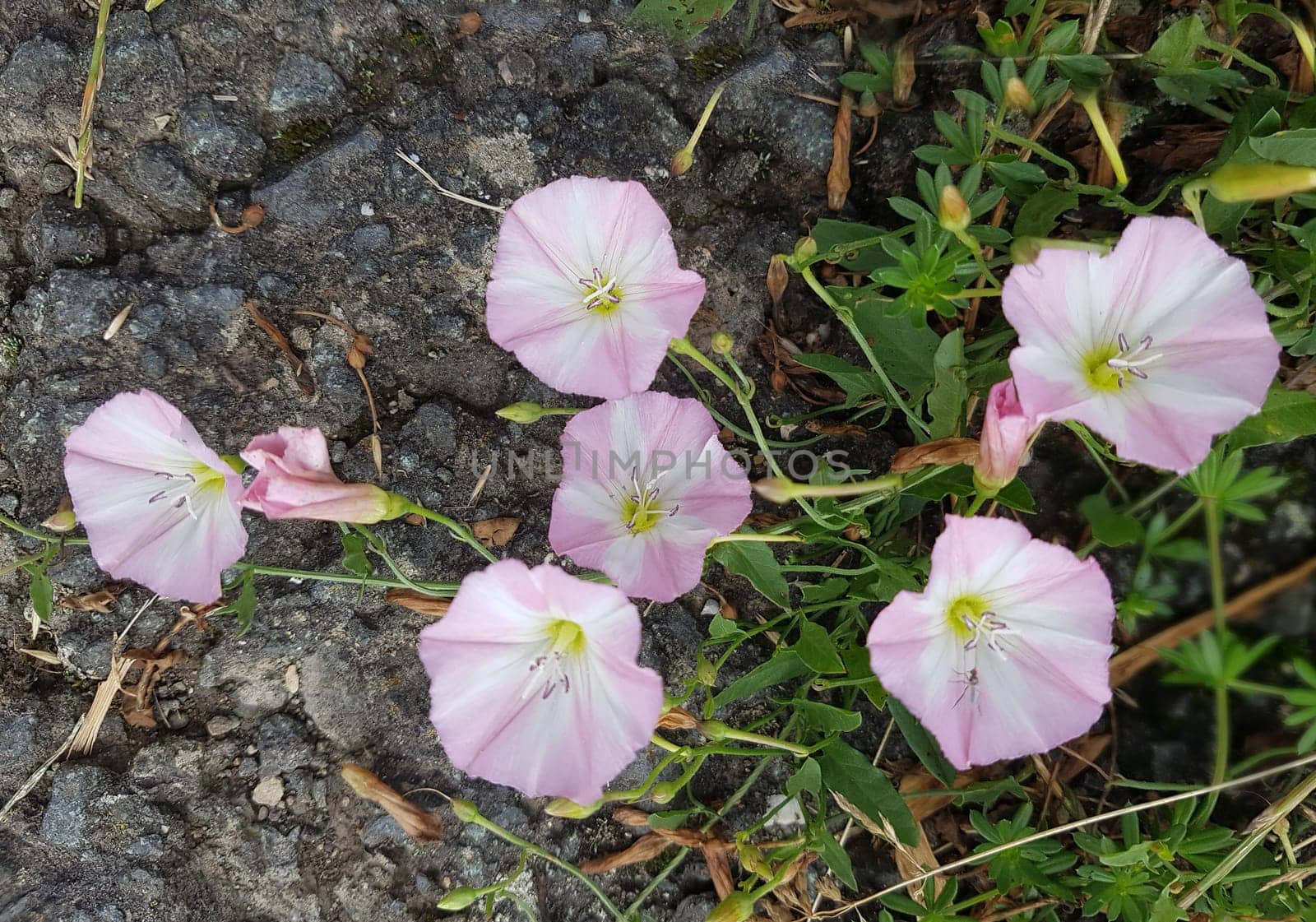 Ackerwinde  Convolvulus, arvensis  Pflanze, Heilpflanze