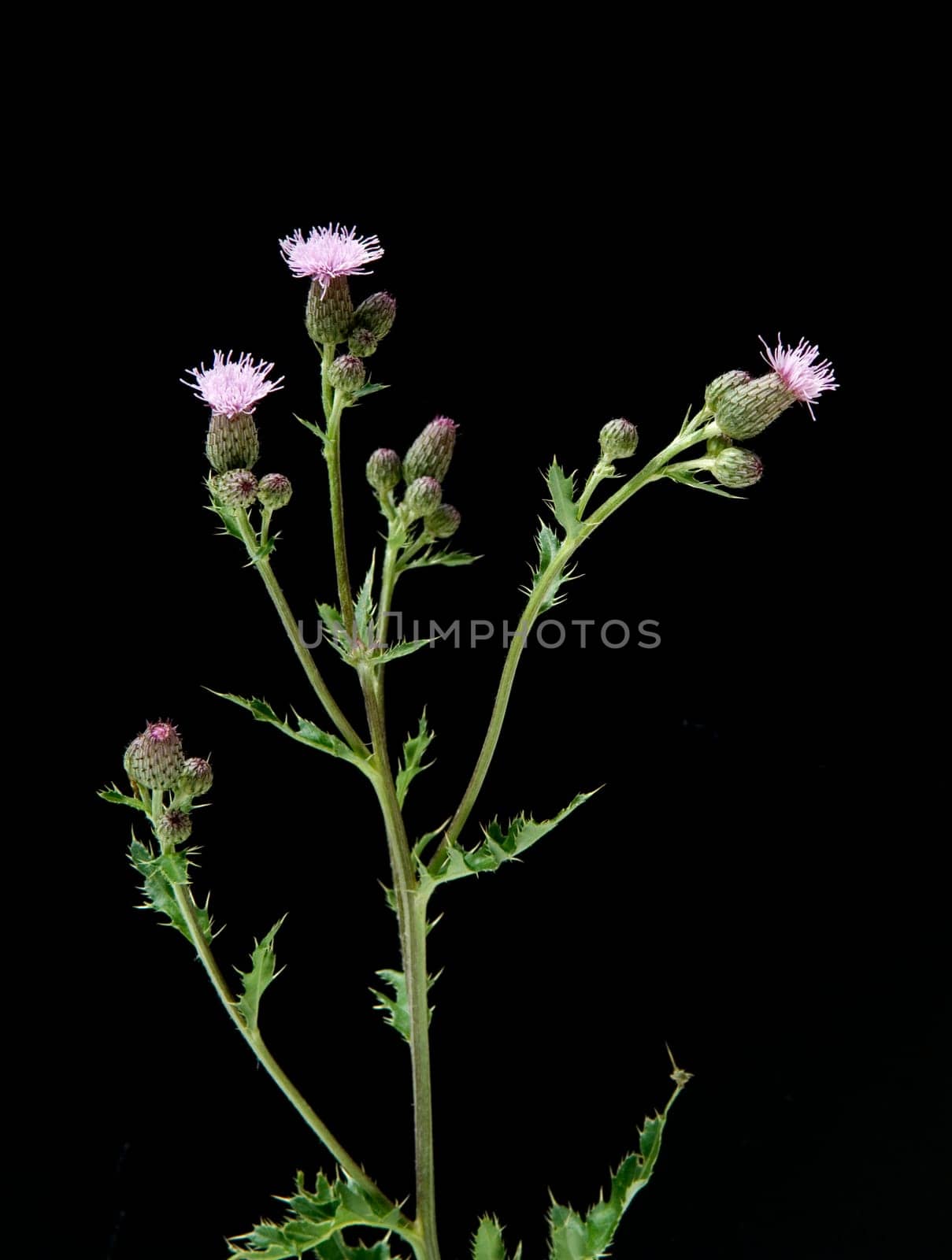 Acker-Kratzdistel  Cirsium arvense
