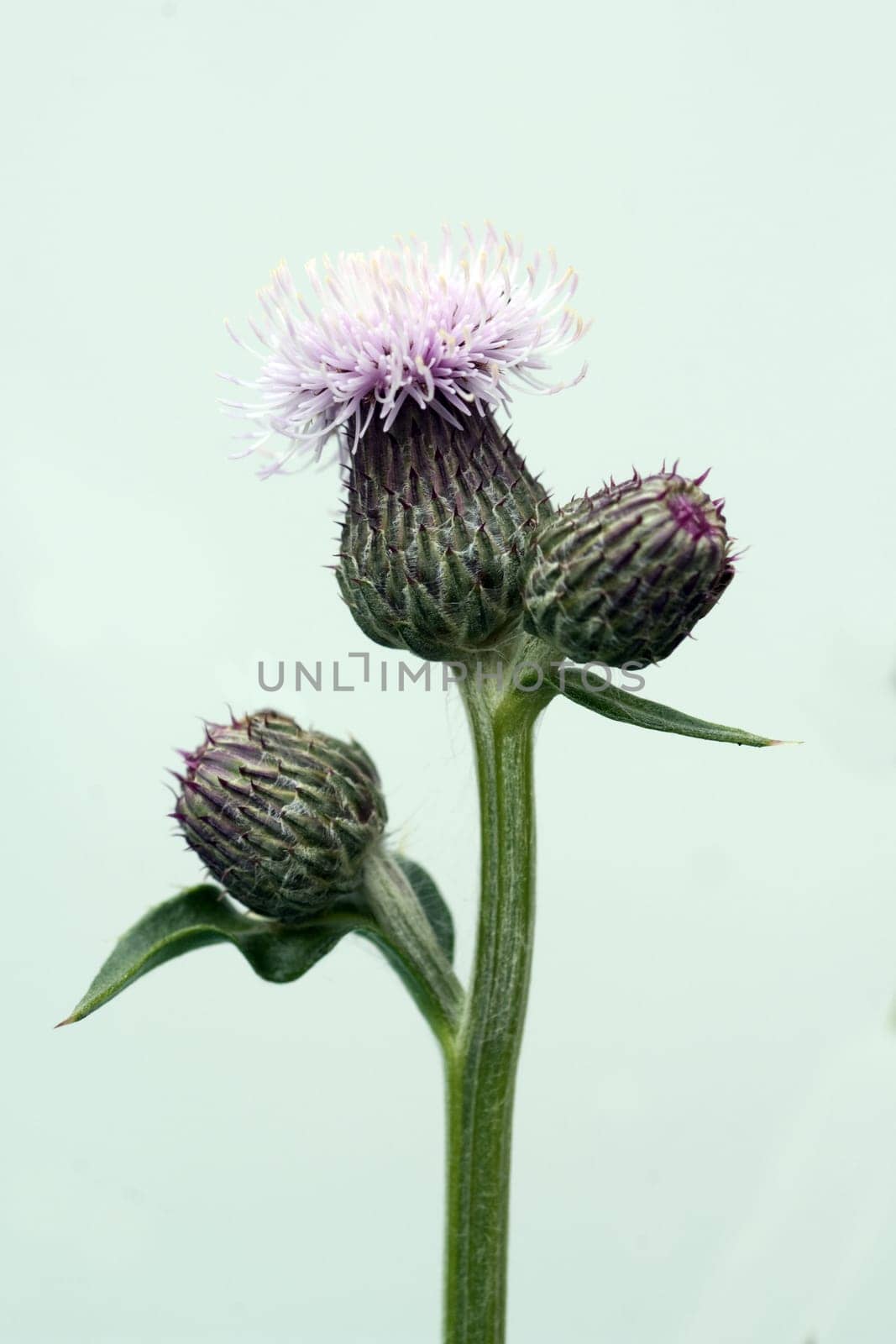 Acker-Kratzdistel, Cirsium arvense, Ackerkratzdistel