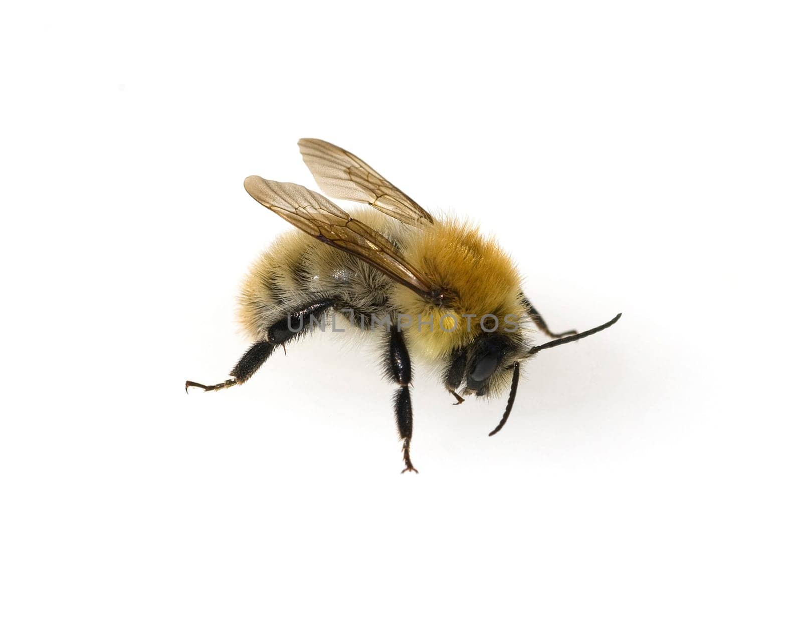 Ackerhummel, Bombus pascuorum, Hummel