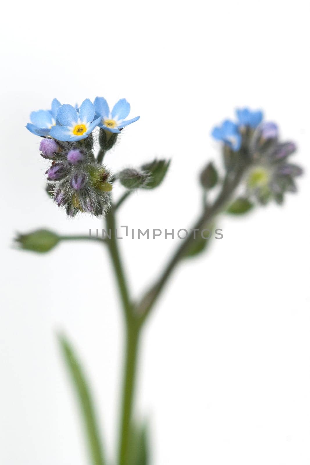 Ackervergissmeinnicht, Myosotis, arvensis