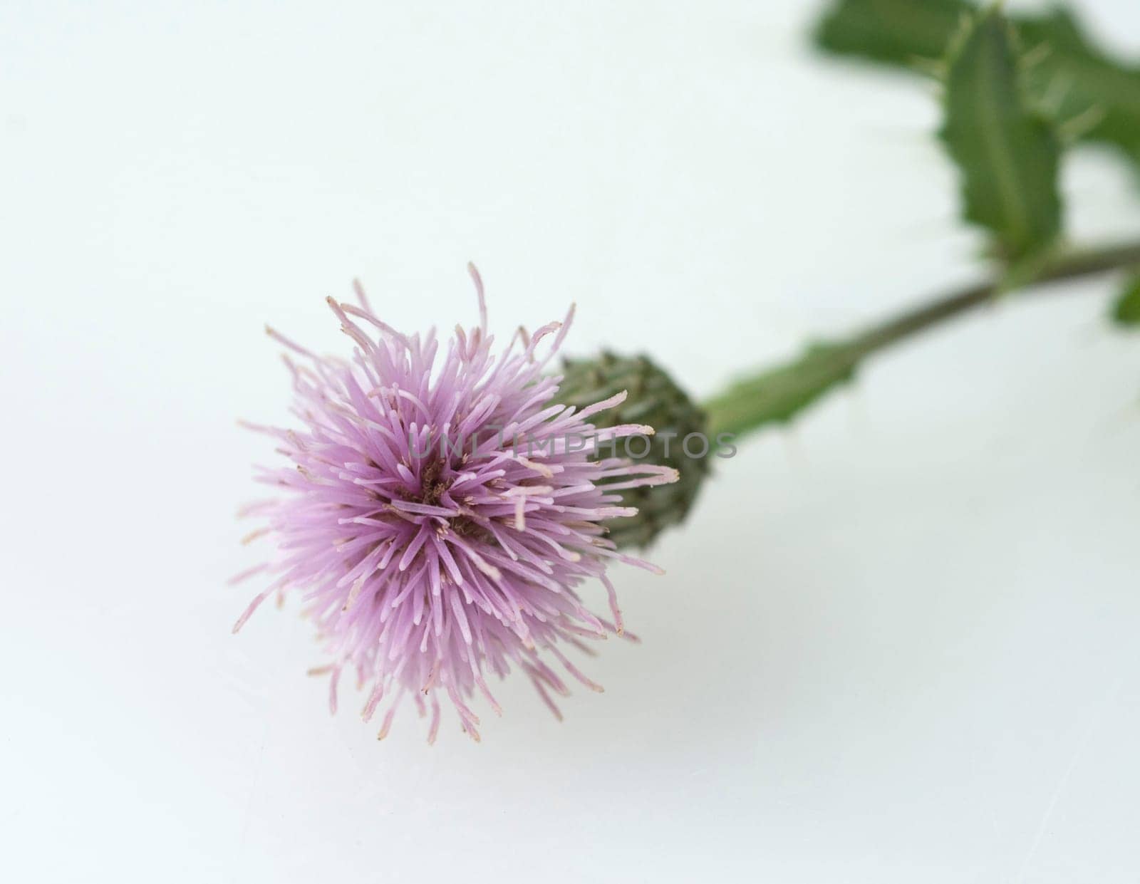 Acker-Kratzdistel, Cirsium arvense, Ackerkratzdistel