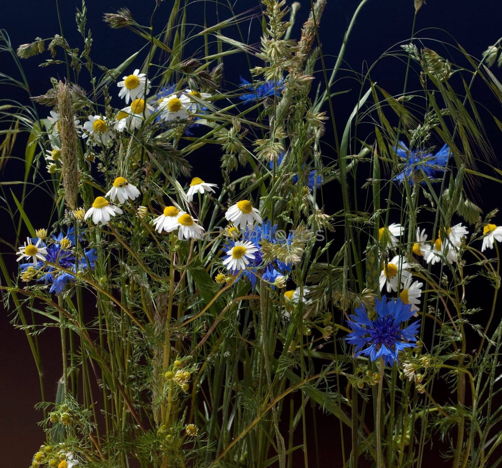 Ackerpflanzen, kamille, klatschmohn, kornblumen, graeser