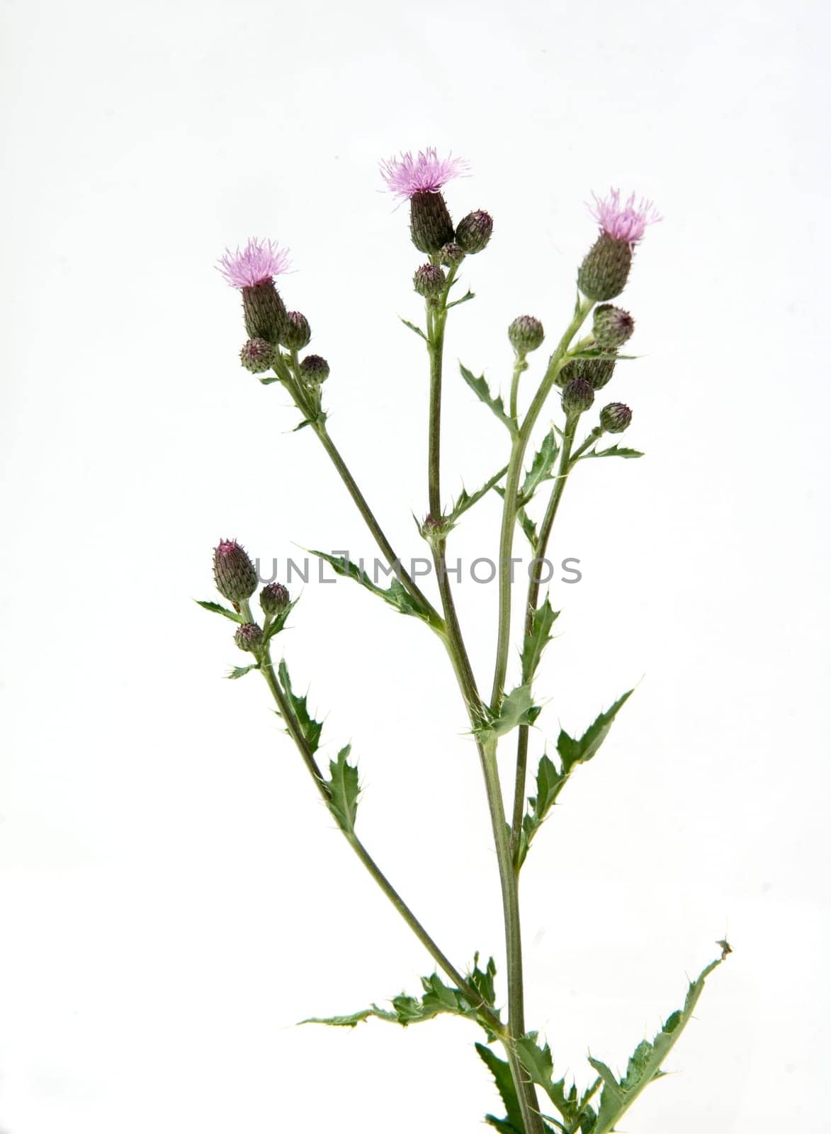 Acker-Kratzdistel  Cirsium arvense