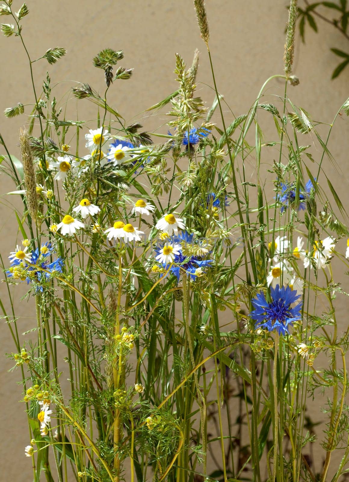Ackerpflanzen, kamille, klatschmohn, kornblumen, graeser