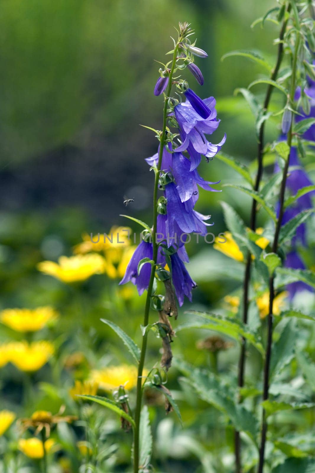 Acker-Glockenblume  Glockenblume  Campanula rapunculoides