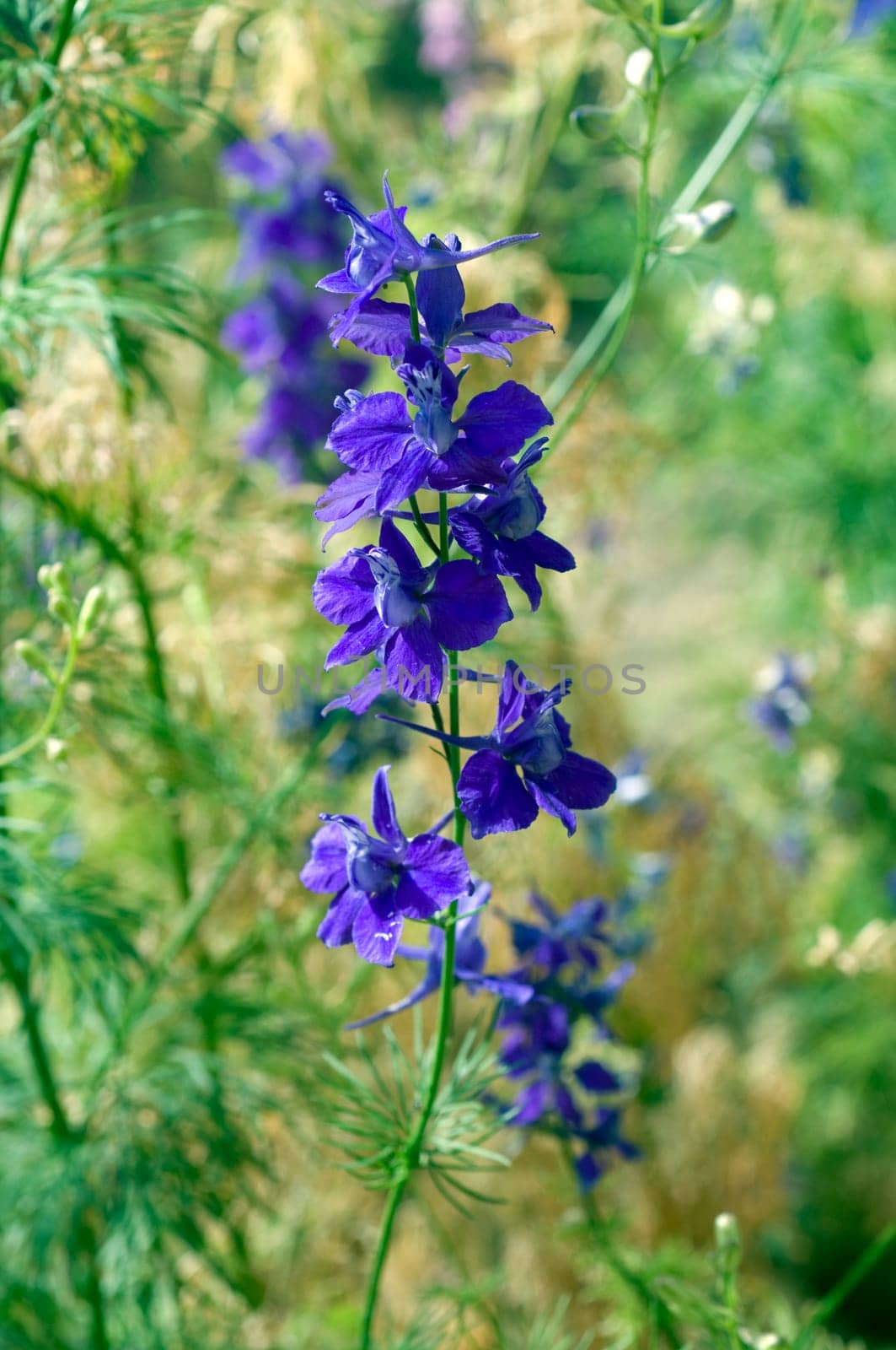 Ackerrittersporn, consolida ajacis, Wildform
