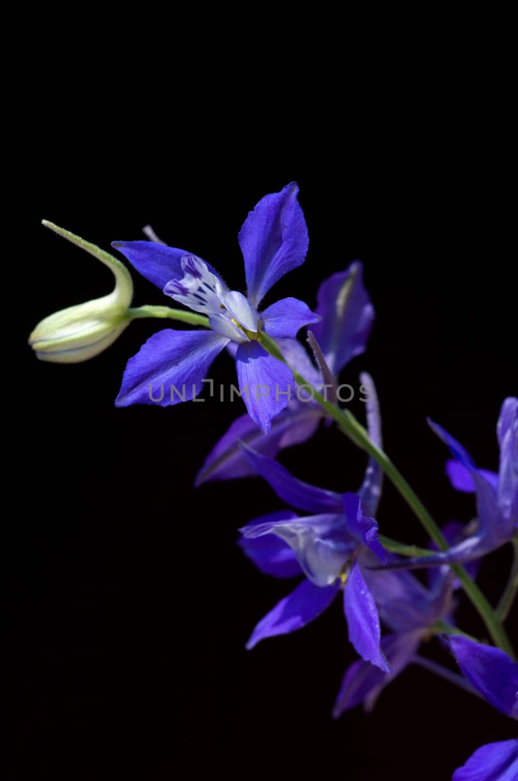 Ackerrittersporn  consolida ajacis  Wildform