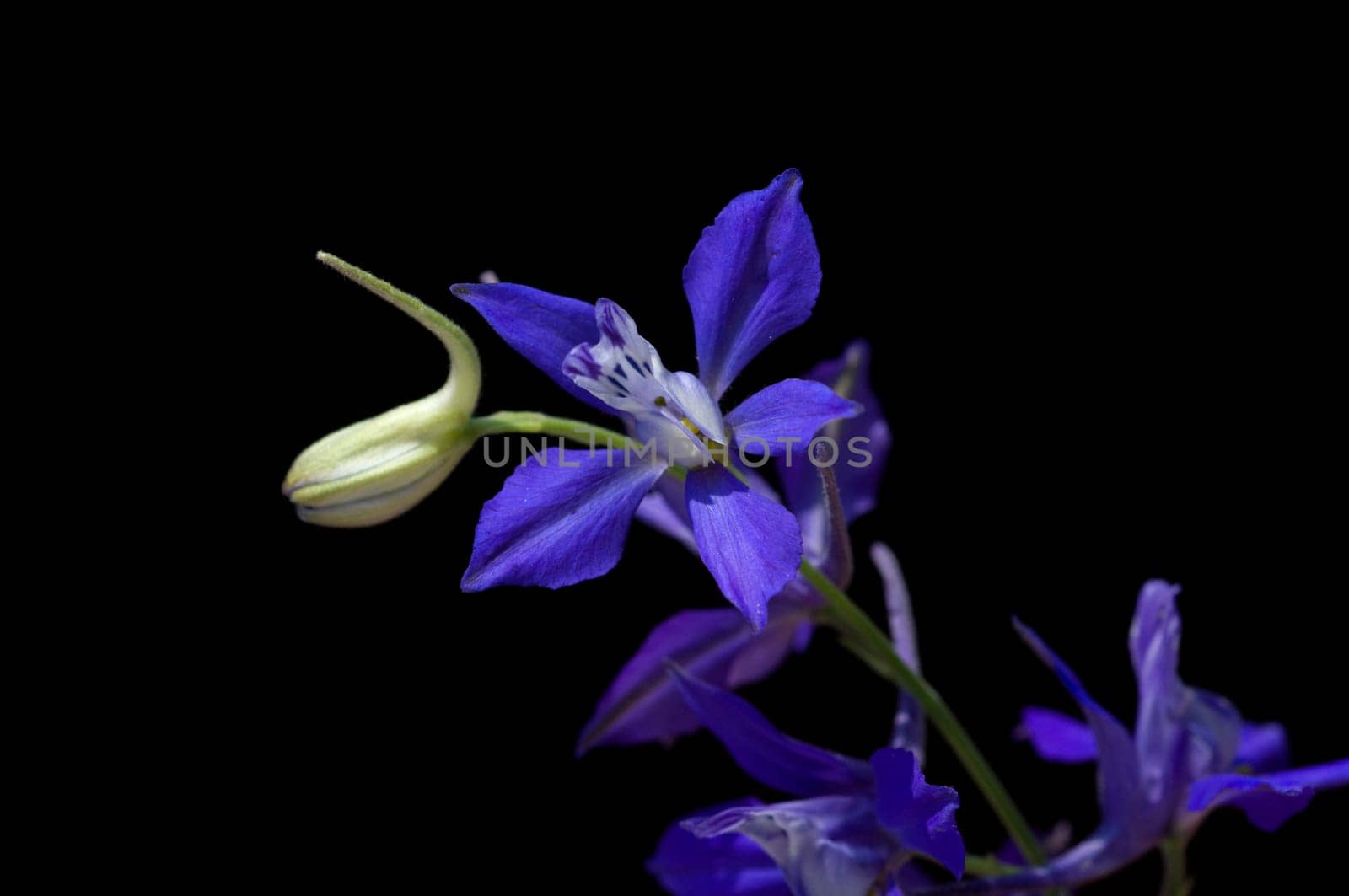 Ackerrittersporn  consolida ajacis  Wildform