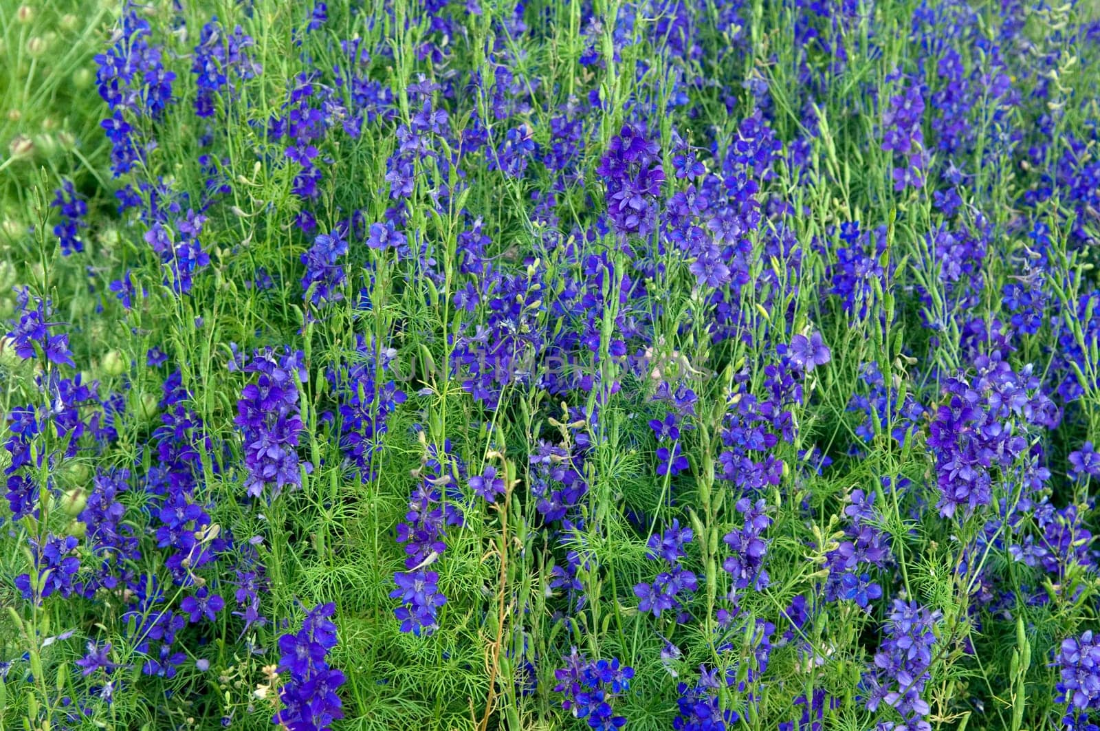 Ackerrittersporn  Concolida regalis, Delphinium consolida, Delphinium, consolida