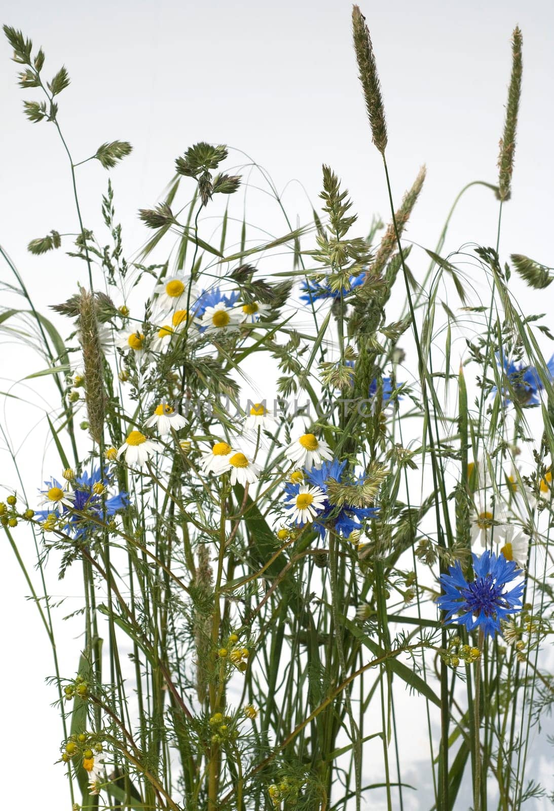 Ackerpflanzen, kamille, klatschmohn, kornblumen, graeser