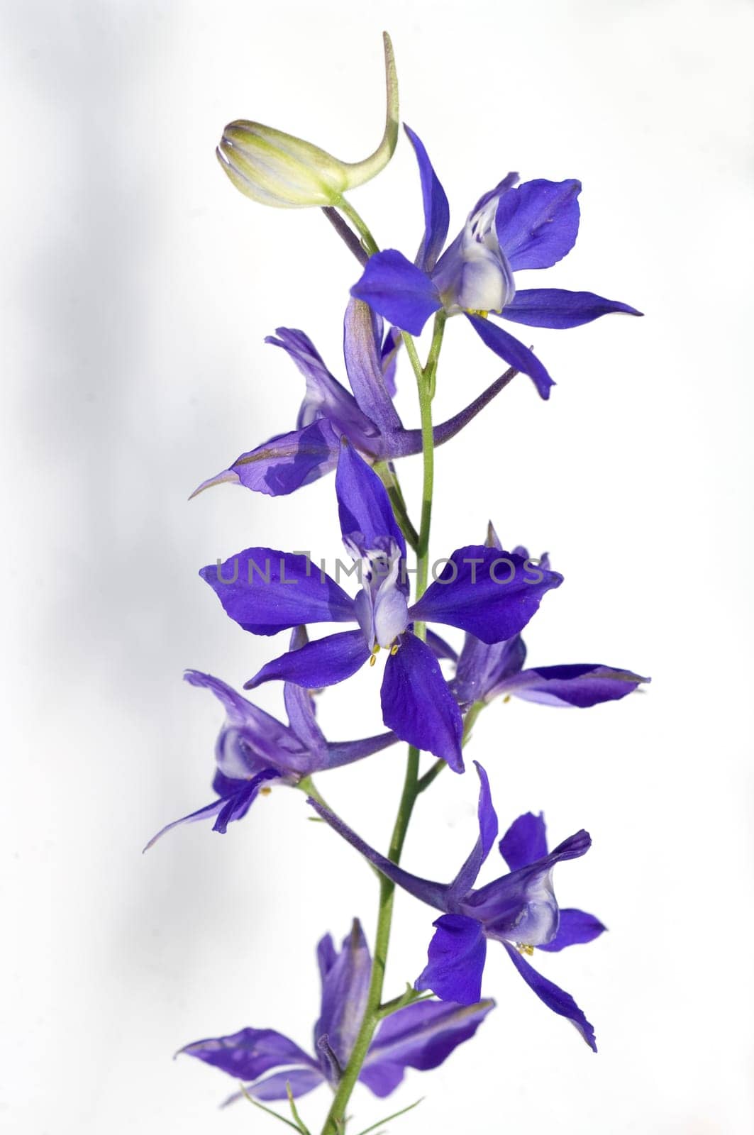 Ackerrittersporn  consolida ajacis  Wildform